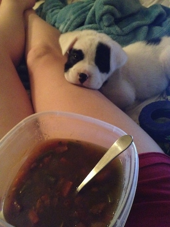 Mansell the Clumberstiff puppy is leaning against the leg of his owner watching them eat soup