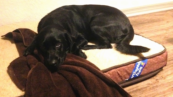 Emma the Clumber Lab is laying on an orthopedic foam dog bed with her head on a brown towel