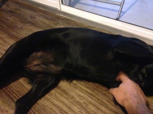 Photo of a hand reaching to pet the stomach of Emma the Clumber Lab