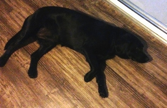 Emma the Clumber Lab is laying on a hardwood floor in front of a sliding door