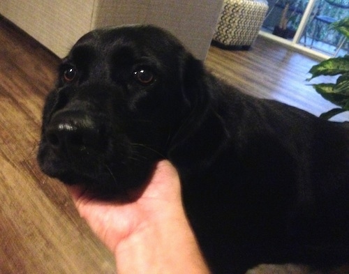 Close Up - A Person is turning Emma the Clumber Labs face toward the camera with their hand