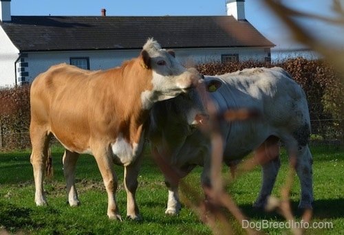 Two Cows are sstanding next two each other in a yard and it is looking to the right. There is a white farm house behind them.