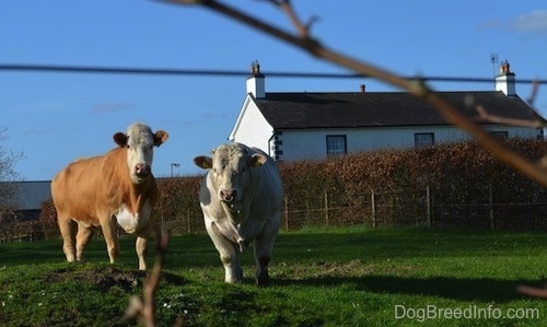 Two cows are standing in grass next to eachother and they are looking forward. There is a farm house in the background.