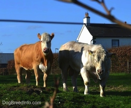 Two cows are standing in a field and they are looking forward. The right most cows head is level with its body and it has a ring in its nose.
