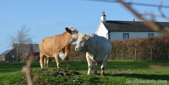 Two Cows are staning in a field. A tan with white Cow's head is on the side of a white Cow standing next to it. There is a white farm house behind them.