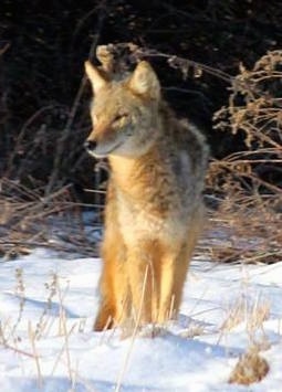 A Coyote standing on snow and it is looking to the left.
