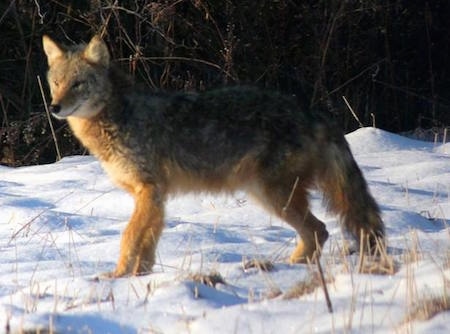 The left side of a Coyote thatis looking to the left and it is standing on snow