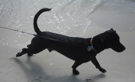 Buster the Dachsador is standing on a beach. Water is washing up near his feet and he is pointing to the right