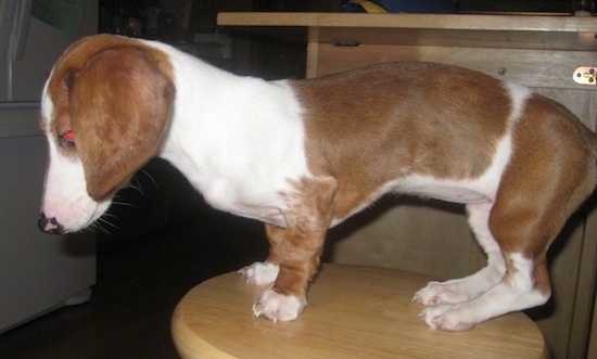 Lilly the brown and white piebald Dachshund puppy is standing on a wooden stool and looking off to the side.