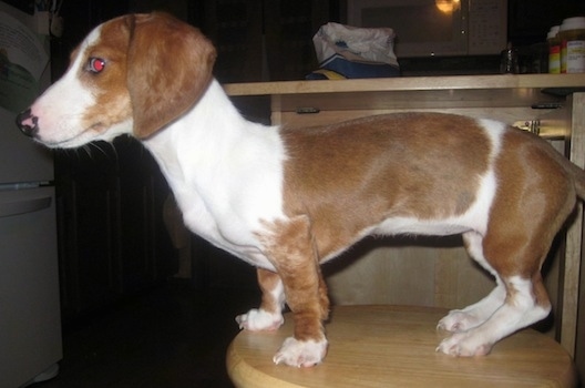Left Profile - Lilly the brown and white piebald Dachshund Puppy is standing on a wooden stool. 