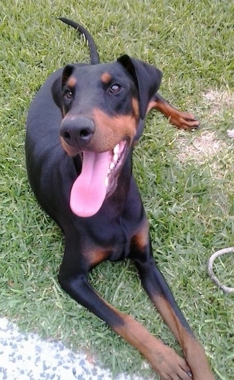 Rommel the black and tan Doberman Pinscher is laying outside in a yard. His mouth is open and his tongue is out. It looks like he is smiling
