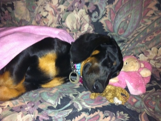 Cheyenne the Dobie-Basset Puppy is sleeping on a couch. There is a pink monkey plush doll in front of her head