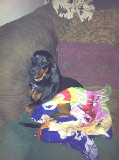 Cheyenne the Dobie-Basset Puppy is sleeping against the back of a couch. There is a blanket in front of her
