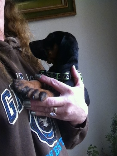 Cheyenne the Dobie-Basset Puppy is being held in the arm of a lady.