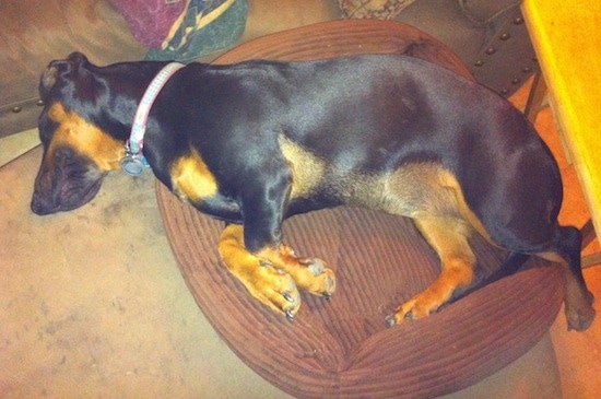 Cheyenne the Dobie-Basset Puppy is sleeping mostly on a dog bed but hanging over the edges under a table