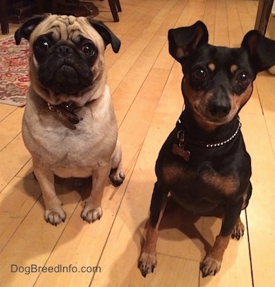A tan with black Pug is sitting next to a black with tan Miniature Pinscher on a hardwood floor looking up.