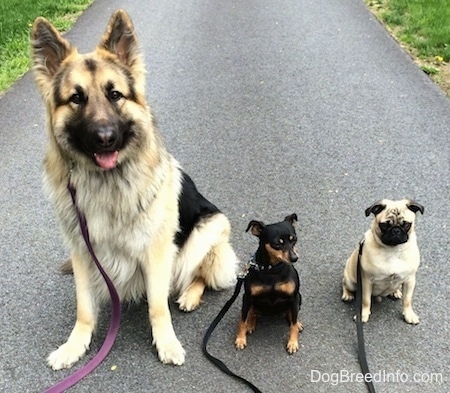 Three dogs, a tan with black and white Shiloh Shepherd, a black and brown Min Pin and a tan with black Pug are sitting together on a blacktop.