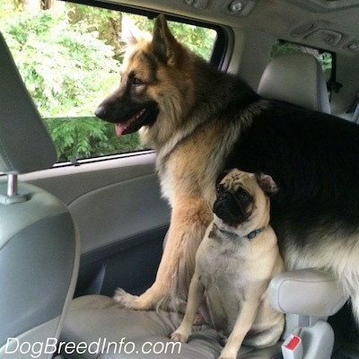 A black and tan with white Shiloh Shepherd is looking out of a car window and standing on a seat that a tan Pug is sitting in