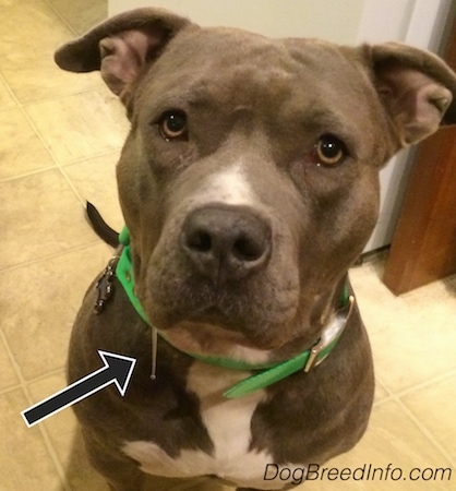 Leia the American Pit Bull Terrier is sitting on a tiled floor in front of a refrigerator and looking up. There is an arrow pointing to the 2 inches of cloudy drool.