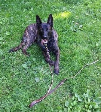 Meeko the brown brindle Dutch Shepherd is laying in a green grassy field with her brown leather leash connected to her collar and extending in front of and across the front of her. Her mouth is open and her tongue is hanging out off to one side.
