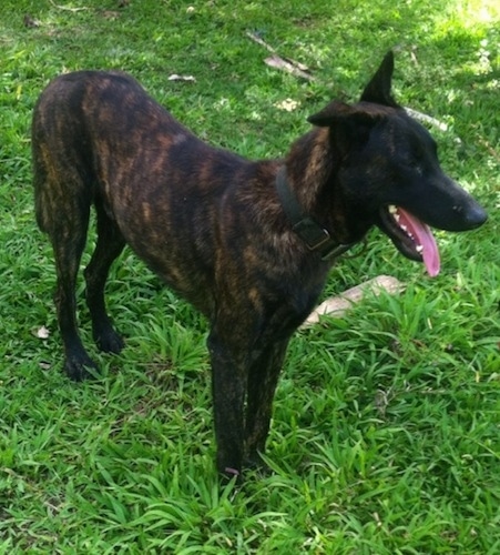 Tin-Tin the black brindle Dutch Shepherd is standing in a yard. There are tree branches next to him. His mouth is open and tongue is out