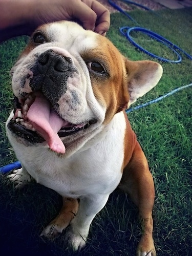 Deacon the tan and white English Boston-Bulldog is being pet on the head by a person's hand while sitting outside in grass. Deacons mouth is open and its tongue is out and hanging to the right