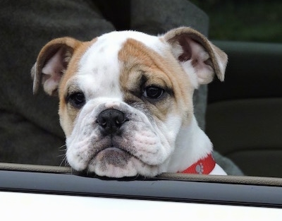 Close Up - Chicklet the English Bulldog puppy sticking its head out of a car window