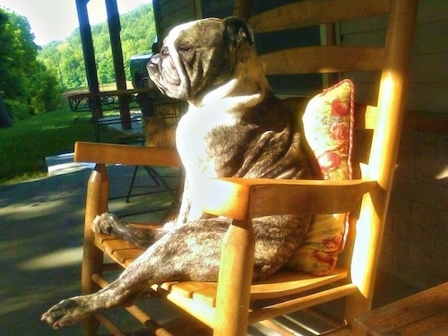 Hank the English Bulldog sitting on a wooden rocking chair leaning against a pillow on a porch with the sun shining on him