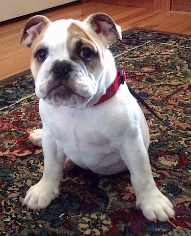 Chicklet the English Bulldog puppy sitting on a rug