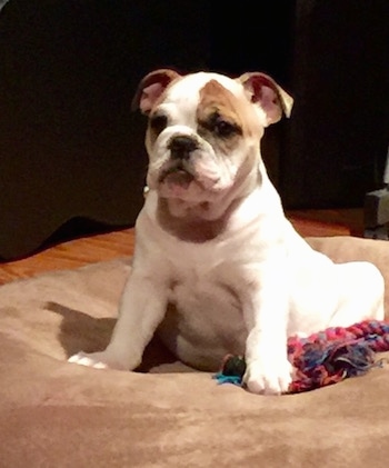 Chicklet the English Bulldog puppy sitting on a dog bed next to a rope toy