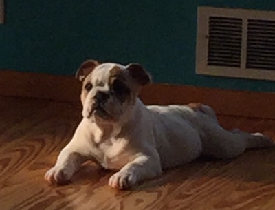 Chicklet the English Bulldog puppy laying on a hardwood floor