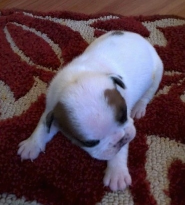 Topdown view of a white with brown English Bulldog puppy that is laying on a knitted blanket, it is looking down and its head is turned to the right.
