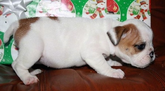 The right side of a white with brown English Bulldog puppy that is standing across a couch, in front of a gift and it is sniffing the couch.