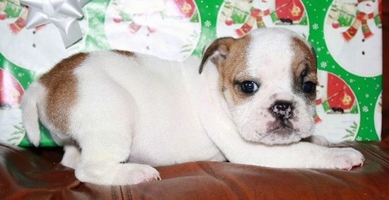 The right side of a white with brown English Bulldog puppy that is laying across a couch, in front of a gift and it is looking forward.