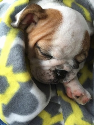 Close Up - The front right side of a white with brown English Bulldog puppy that is wrapped in a blanket.