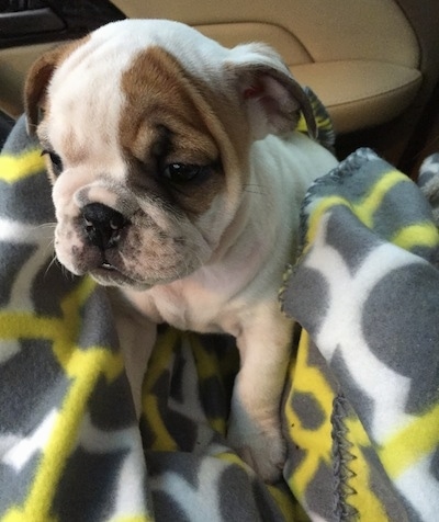 Close up - The front left side of a white with brown English Bulldog puppy that is sitting on a blanket in a vehicle.