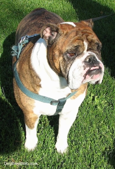 Gus the English Bullldog wearing a green harness standing outside and looking past the camera holder
