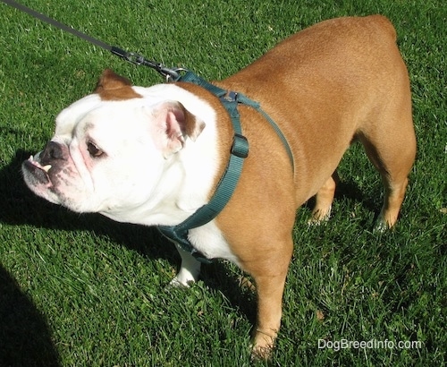 Mini the English Bullldog wearing a green harness standing outside in grass and looking into the distance