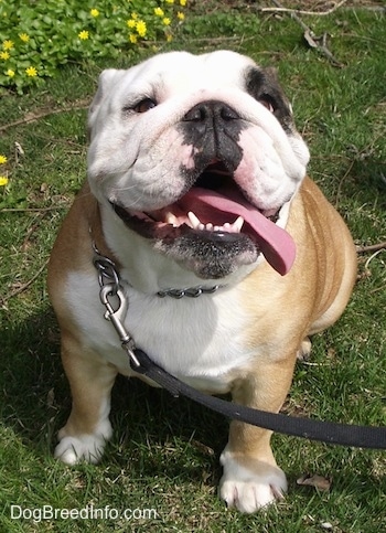 Nellie the English Bulldog sitting in the grass with her tongue hanging out to the side
