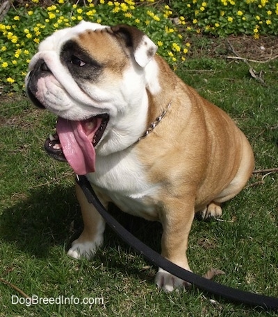 Nellie the English Bulldog sitting outside in front of a flower bed withs mouth open and tongue out
