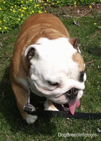 Nellie the English Bulldog beginning to get up and walk around the yard with its mouth open and tongue out