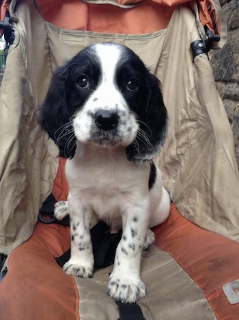 Close Up - Winter Sam the black and white ticked English Springer Spaniel puppy is sitting in a baby stroler.