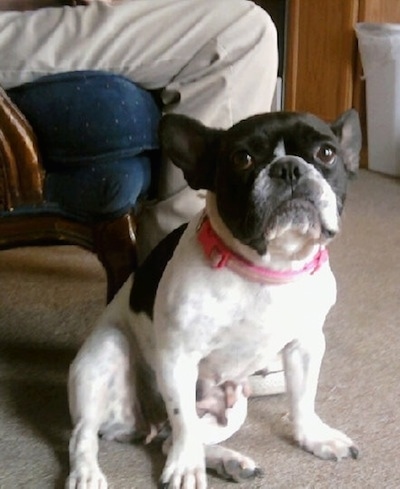 A white with black French Bulldog wearing a pink collar sitting on a tan carpet in front of a person in an arm chair