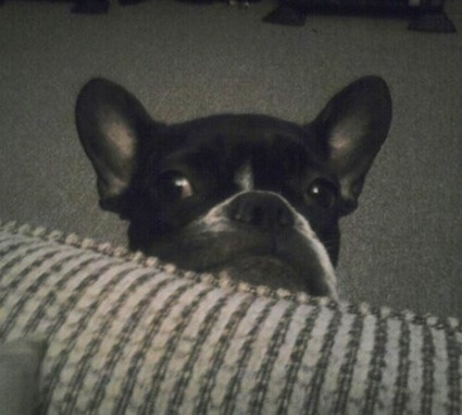 Close up head shot - a black and white French Bulldog is sitting in front of a couch and looking over the edge at a person.