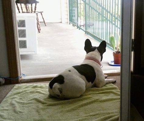 A white with black French Bulldog is laying in an open doorway on top of a green towel looking out onto a sunny porch that has an AC, a chair and a plant on it with a green railing.