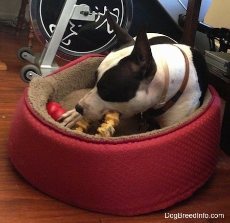 Duncan the black and white Frenchie Staff is laying in a red dog bed. There is an exercise bike behind him and he is biting at a circular chew toy