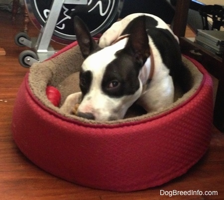 Duncan the Black and White Frenchie Staff is laying in a red dog bed. There is a exercise bike behind him.