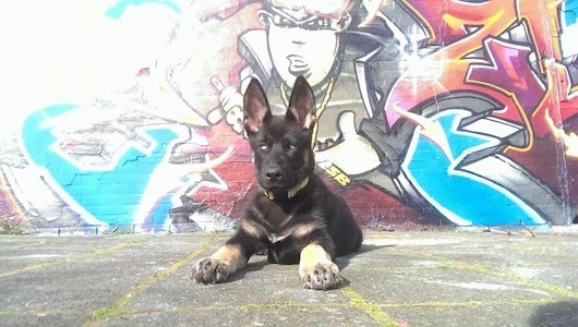 A black with tan Gerberian Shepsky puppy is laying on a black top in front of a mural