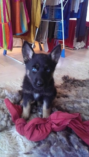 A little blue-eyed black with tan Gerberian Shepsky puppy is sitting on a fluffy rug and there is a red sheet with a knot in it, in front of the Puppy