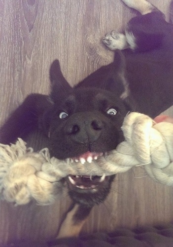 Close Up - A blue-eyed black with tan Gerberian Shepsky puppy has a rope toy in its mouth while laying on a hardwood floor.